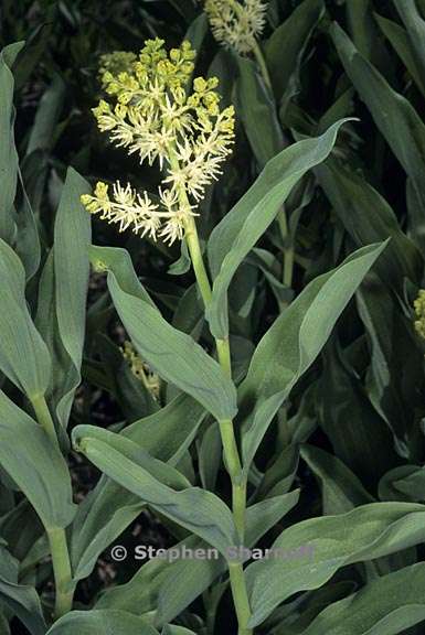 maianthemum racemosum 2 graphic